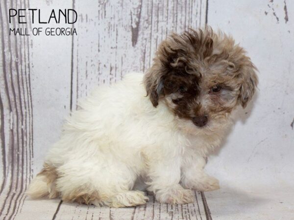 Bichonpoo-DOG-Female-CHOC MERLE-3731-Petland Mall of Georgia