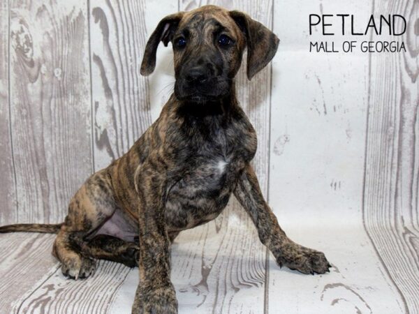 Great Dane DOG Male Brindle 3723 Petland Mall of Georgia