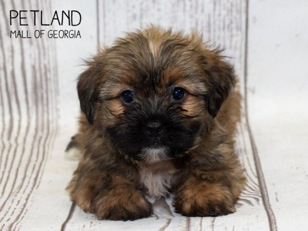 Shorkie DOG Male BIEGE 3727 Petland Mall of Georgia