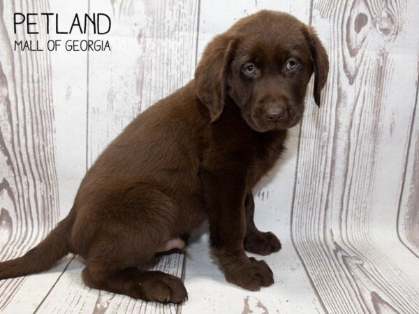 Labrador Retriever DOG Male Chocolate 3722 Petland Mall of Georgia