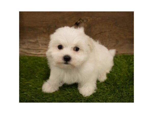 Maltese DOG Female White 3756 Petland Mall of Georgia