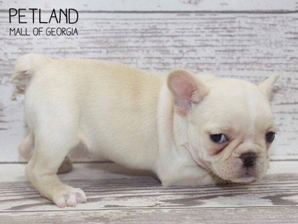 French Bulldog DOG Female Cream 3751 Petland Mall of Georgia