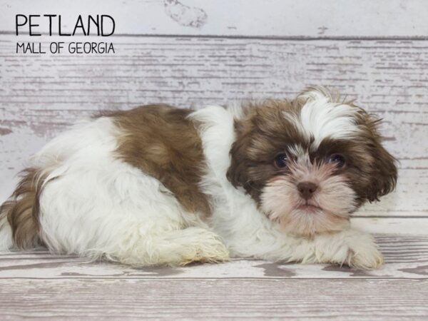 Shih Tzu DOG Female BROWN WHITE 3746 Petland Mall of Georgia