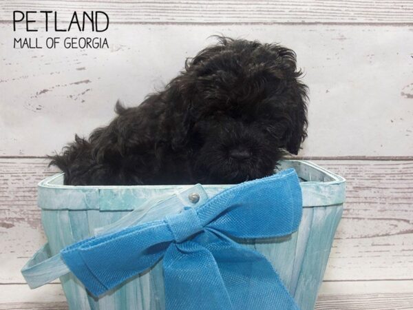 Cockadoodle-DOG-Male-CHOC-3764-Petland Mall of Georgia