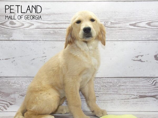 Golden Retriever DOG Female Golden 3761 Petland Mall of Georgia