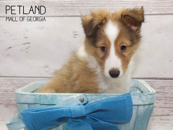 Shetland Sheepdog DOG Male Sable White 3760 Petland Mall of Georgia