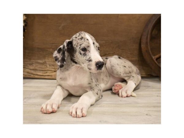 Great Dane DOG Female Blue Merle 3778 Petland Mall of Georgia