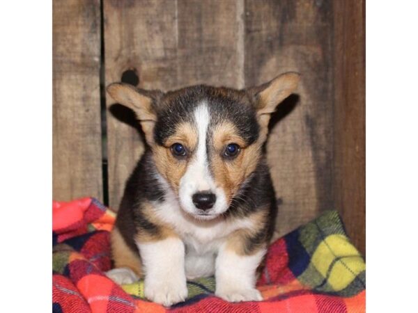 Pembroke Welsh Corgi DOG Male Black White / Tan 3794 Petland Mall of Georgia