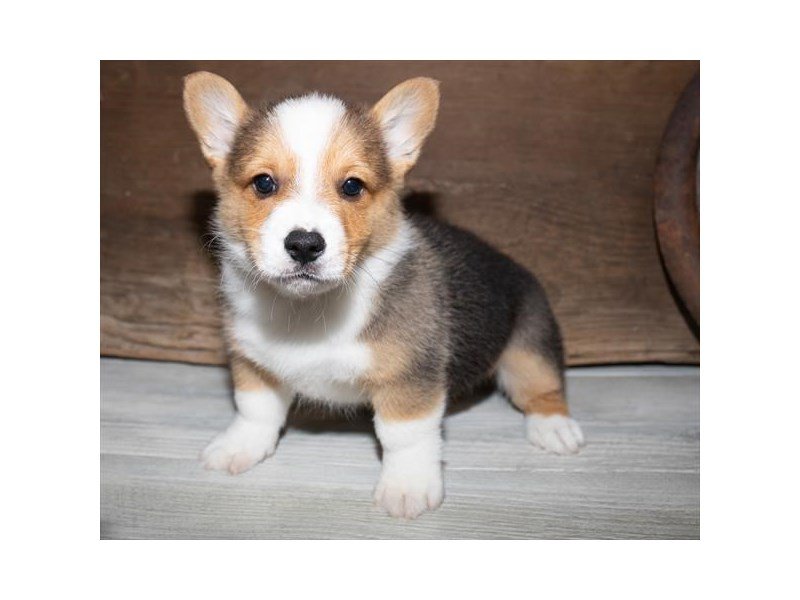 Pembroke Welsh Corgi Puppy Black White / Tan ID:3796 Located at Petland ...