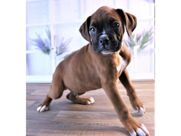 Boxer DOG Male Fawn 3800 Petland Mall of Georgia