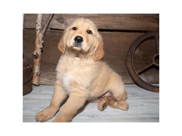 Golden Retriever DOG Male Golden 3802 Petland Mall of Georgia