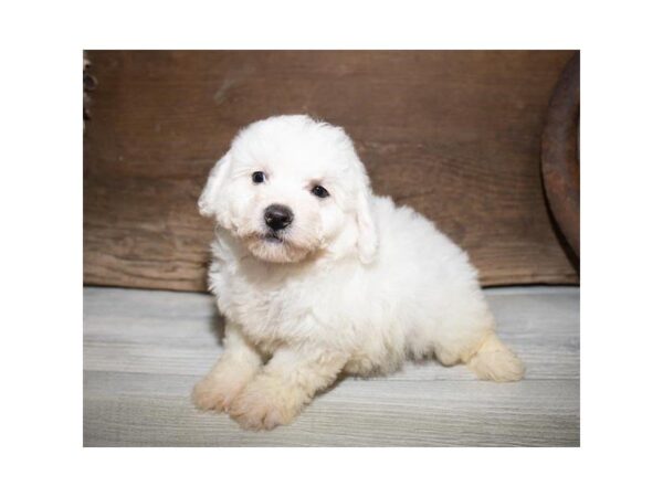 Bichon Frise DOG Male White 3804 Petland Mall of Georgia