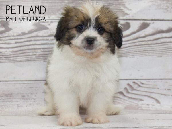 Pom Shih-DOG-Male-Gold / White-3807-Petland Mall of Georgia