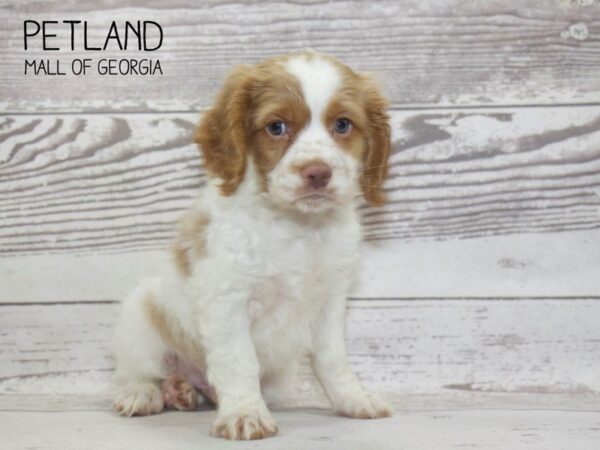 Cocker Spaniel DOG Male Buff / White 3805 Petland Mall of Georgia