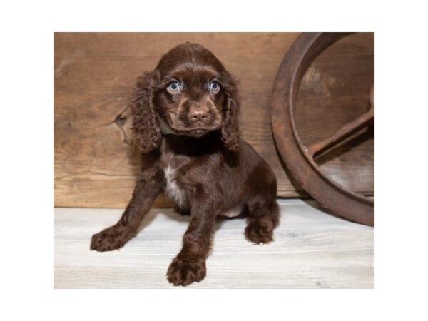 Cocker Spaniel DOG Female Chocolate 3825 Petland Mall of Georgia