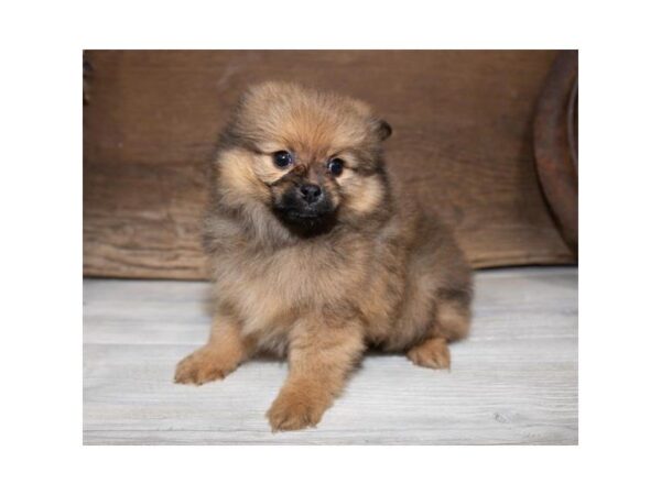 Pomeranian DOG Male Red Sable 3830 Petland Mall of Georgia