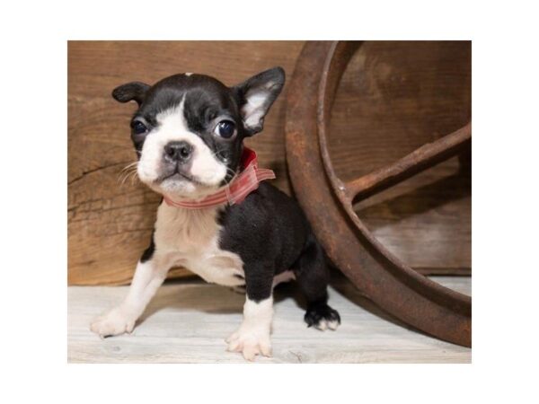 Boston Terrier DOG Male Black / White 3839 Petland Mall of Georgia