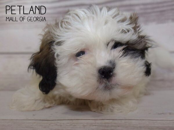 Shihpoo-DOG-Female-Brown White-3819-Petland Mall of Georgia