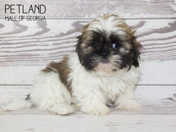 Shih Tzu DOG Female Brown White 3814 Petland Mall of Georgia