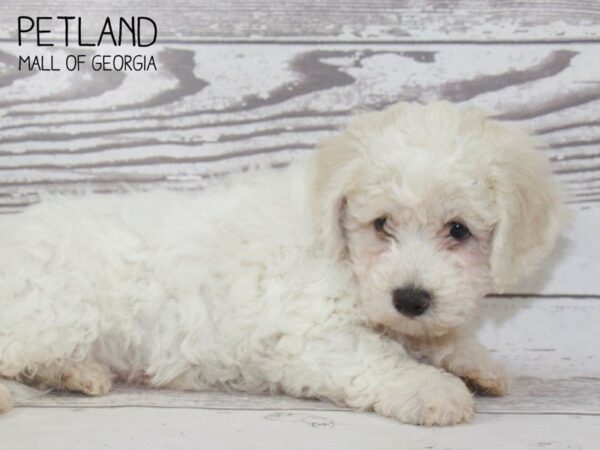 Bichon Frise DOG Male White 3813 Petland Mall of Georgia