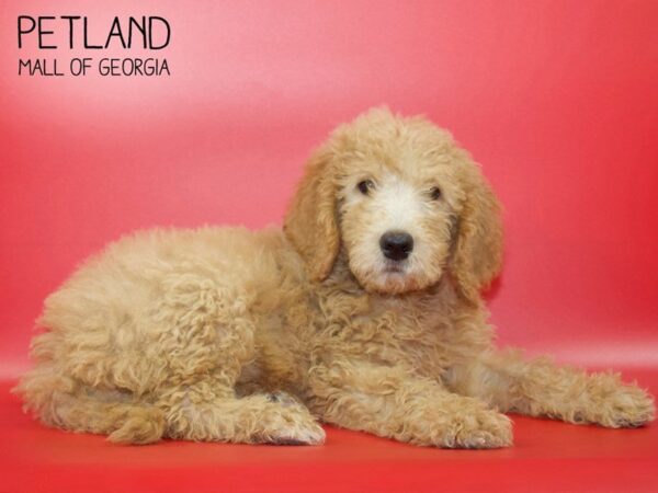 Goldendoodle DOG Female Red 3863 Petland Mall of Georgia