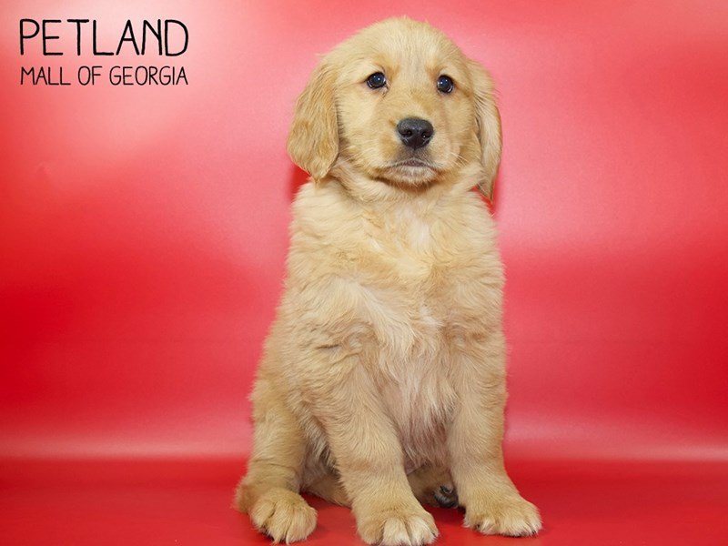 Golden Retriever Puppy Golden ID3861 Located at Petland Mall of