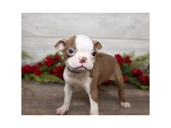 Boston Terrier DOG Male Seal / White 3874 Petland Mall of Georgia