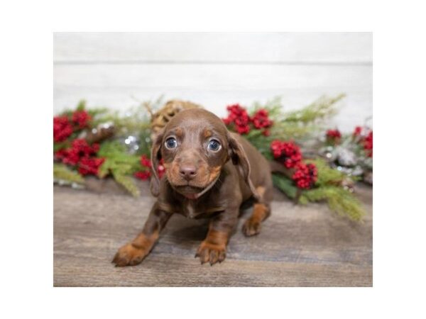 Dachshund DOG Female Chocolate / Tan 3891 Petland Mall of Georgia