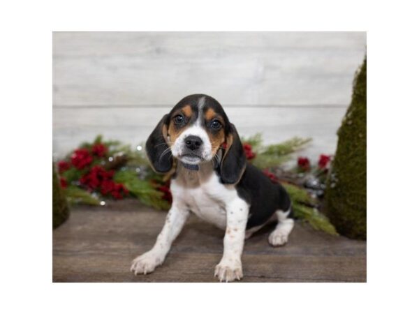 Beagle DOG Male Black White / Tan 3892 Petland Mall of Georgia