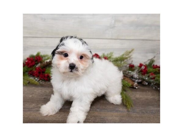 Shihpoo-DOG-Male-Black-3896-Petland Mall of Georgia