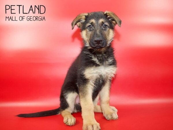 German Shepherd DOG Male Black / Tan 3893 Petland Mall of Georgia