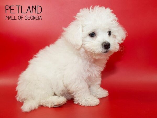 Cavachon DOG Male White 3886 Petland Mall of Georgia