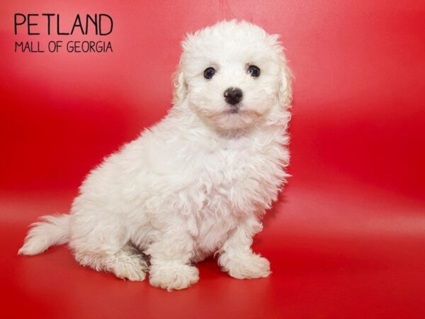 Bichonpoo-DOG-Male-Apricot-3878-Petland Mall of Georgia