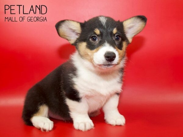 Pembroke Welsh Corgi DOG Female TRI 3871 Petland Mall of Georgia