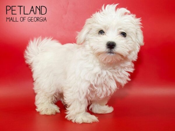 Maltese DOG Male White 3870 Petland Mall of Georgia