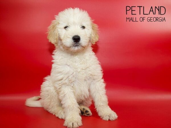 Goldendoodle DOG Male Golden 3869 Petland Mall of Georgia