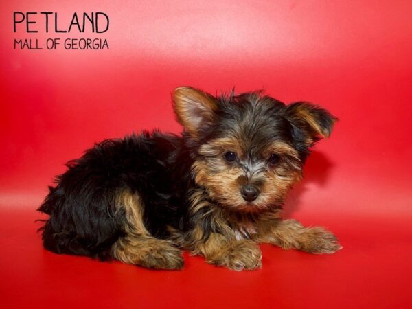 Yorkshire Terrier DOG Male Black / Tan 3921 Petland Mall of Georgia