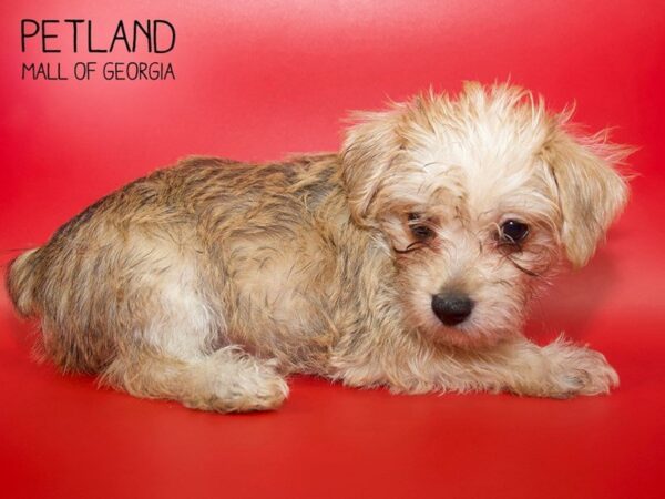 Morkie DOG Female BEIGE 3913 Petland Mall of Georgia