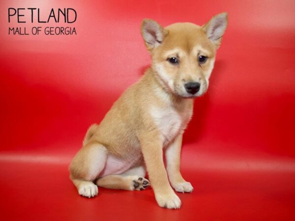 Shiba Inu DOG Female RED 3911 Petland Mall of Georgia