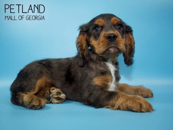 Cocker Spaniel DOG Male Chocolate / Tan 3949 Petland Mall of Georgia