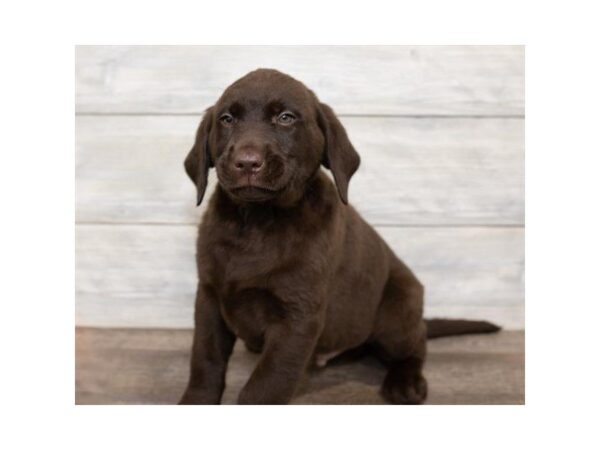 Labrador Retriever DOG Male chlt 3979 Petland Mall of Georgia