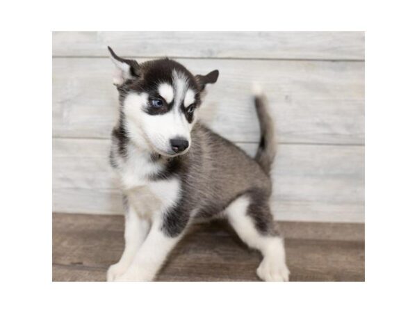 Siberian Husky DOG Female gr & wh 3973 Petland Mall of Georgia