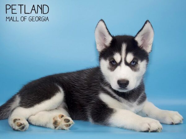 Siberian Husky DOG Female Black White 3959 Petland Mall of Georgia