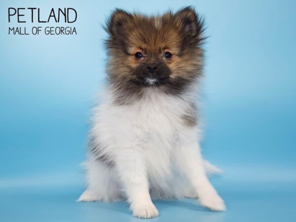 Pomeranian DOG Female White/Brown 3938 Petland Mall of Georgia