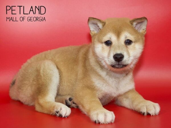 Shiba Inu DOG Female Red 3983 Petland Mall of Georgia