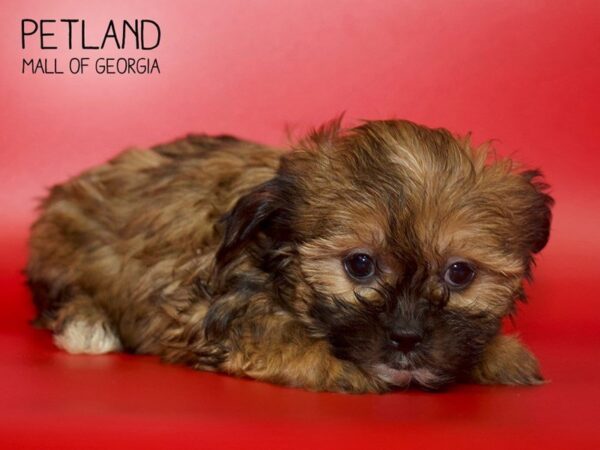 Shorkie DOG Female BIEGE 3987 Petland Mall of Georgia