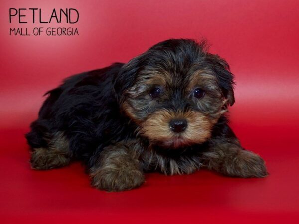 Yorkshire Terrier DOG Male Blk-Tan 3989 Petland Mall of Georgia