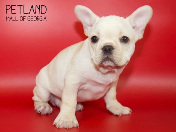 French Bulldog DOG Male Cream 3991 Petland Mall of Georgia