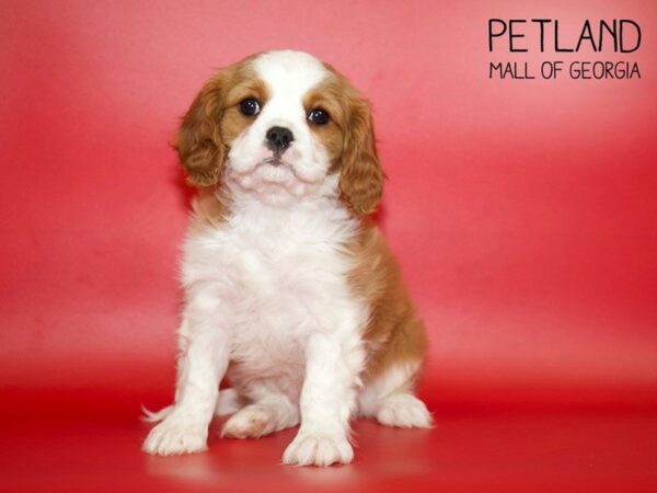 Cavalier King Charles Spaniel DOG Male Blenheim 4016 Petland Mall of Georgia