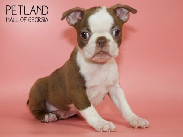 Boston Terrier DOG Female Seal / White 4013 Petland Mall of Georgia